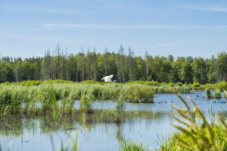 biodiversity 1751045546