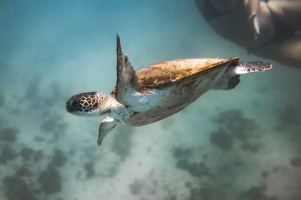 biodiversity 1751046110