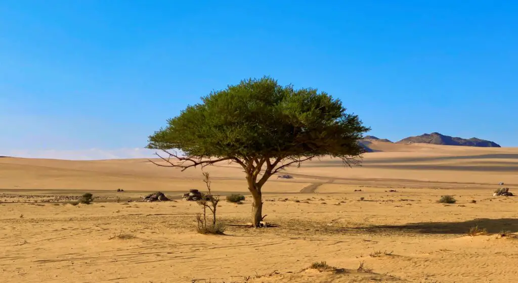 desertification 1751047079