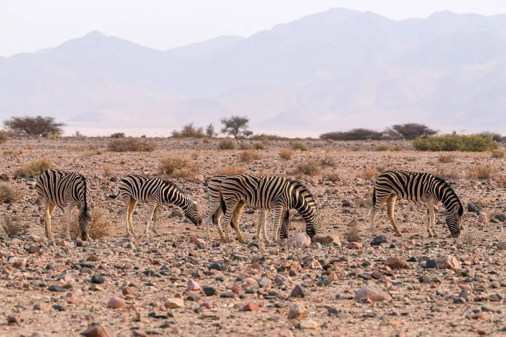 ecosystem 1751045997