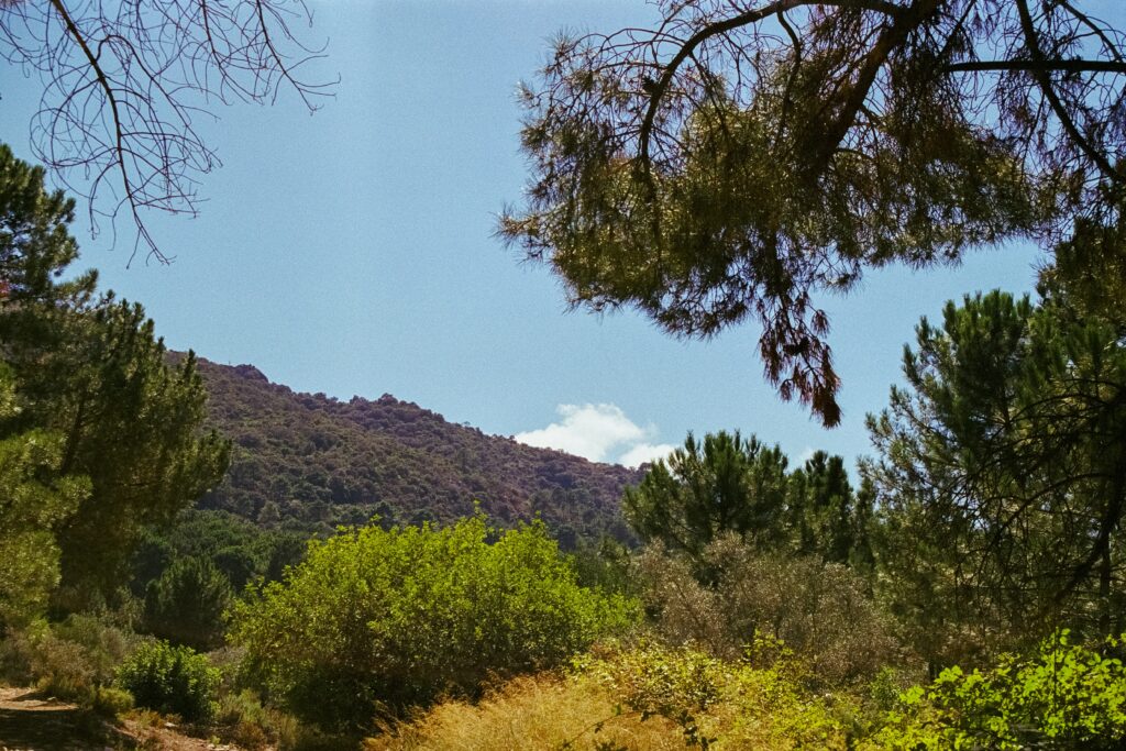 mediterranean forest 1751045407