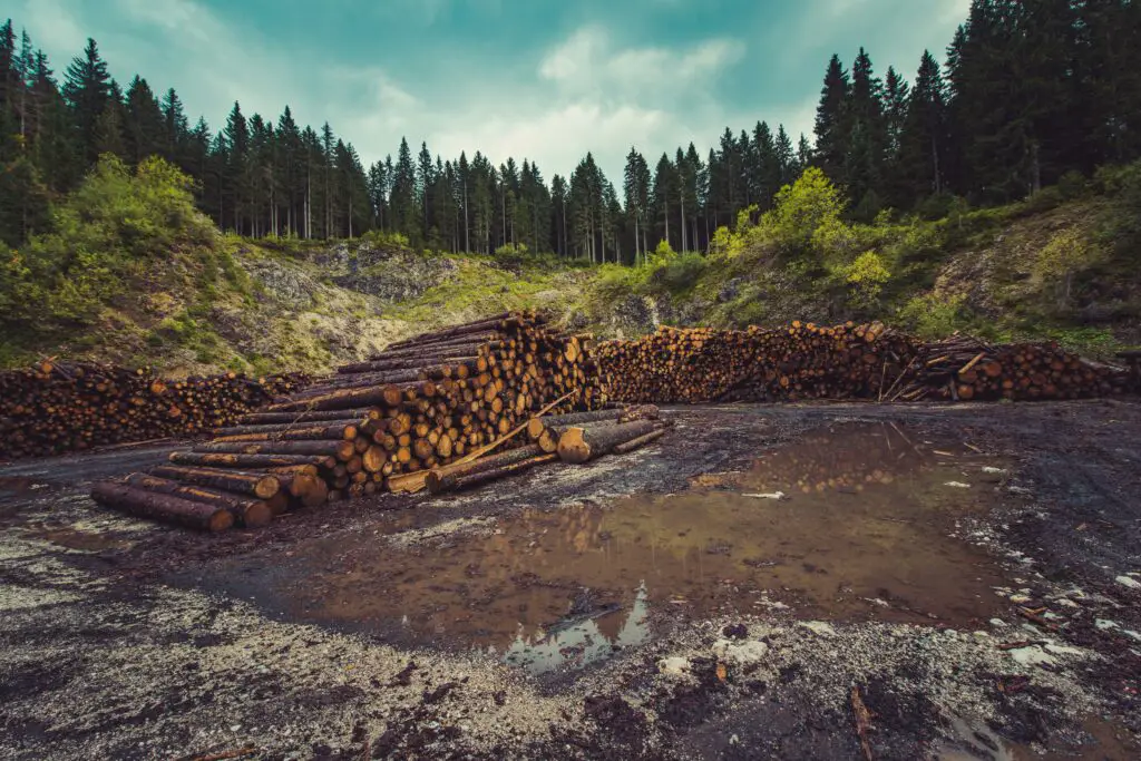 timber 1751045027