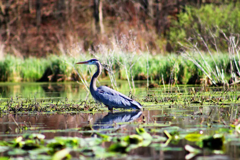 Distribution of Wetlands and Their Species 2 wetlands 1751050177