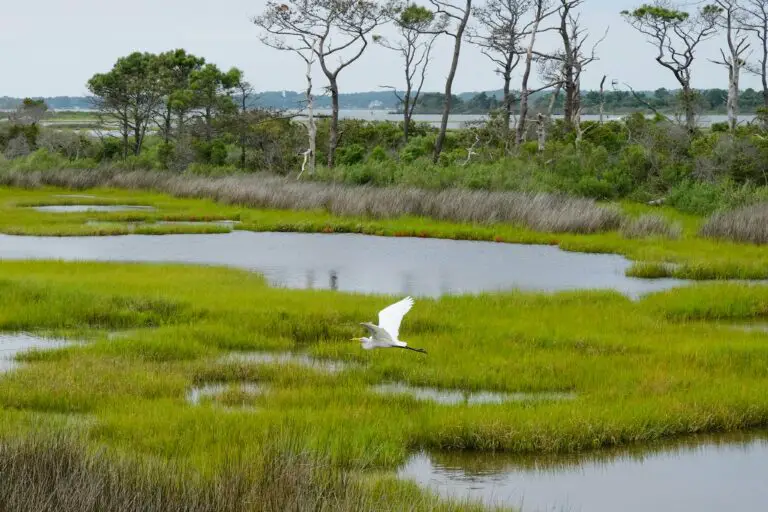 wetlands 1751050293