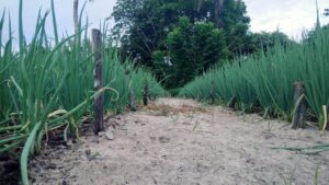 agroforestry 1752853025