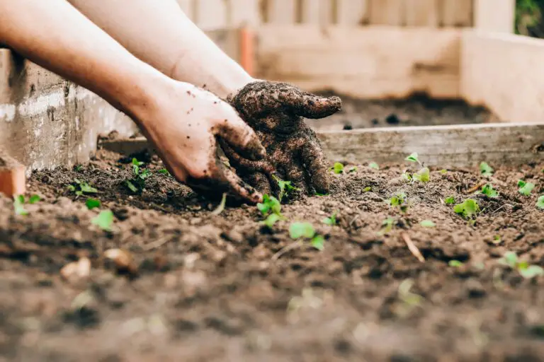 gardening 1759926807